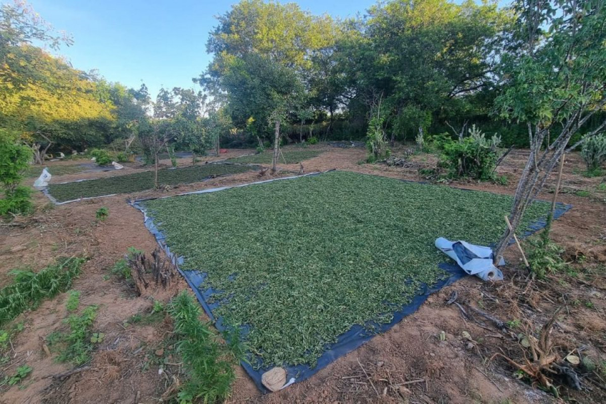 Plantação de Maconha/PF Plantação de Maconha/PF